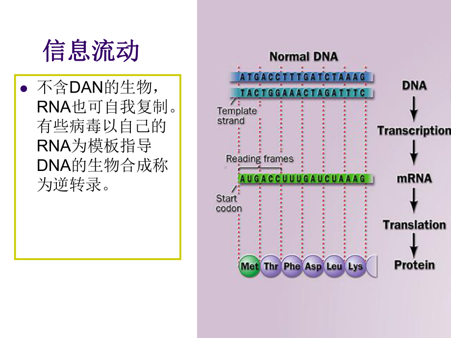 王镜岩生化第三版考研课件 DNA的生物合成.ppt_第2页