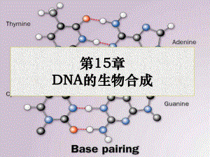 王镜岩生化第三版考研课件 DNA的生物合成.ppt