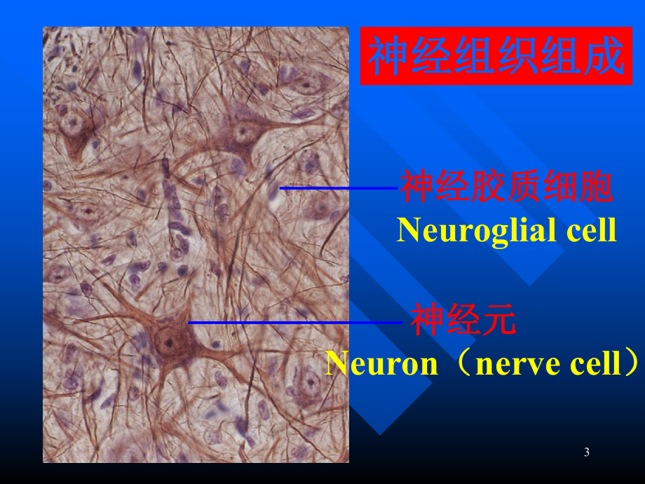 组织学与胚胎学神经组织上 ppt课件.ppt_第3页