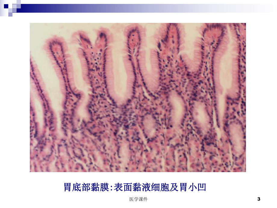 组织学与胚胎学切片图 ppt课件.ppt_第3页