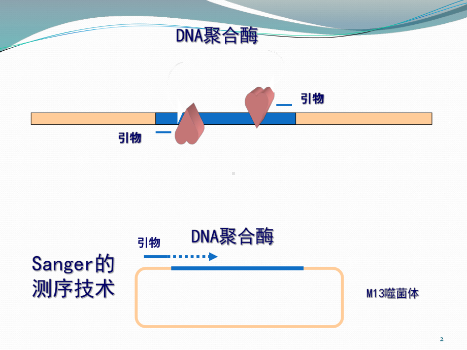 PCR扩增技术ppt课件.pptx_第2页