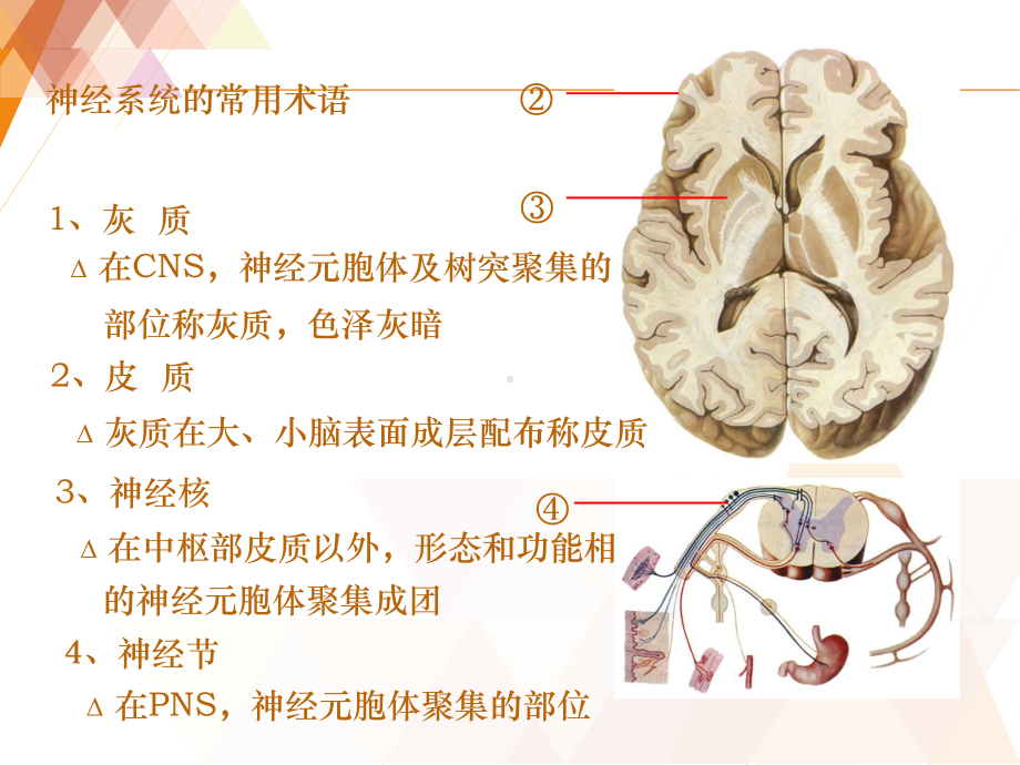 传导通路-ppt课件(同名66034).ppt_第1页