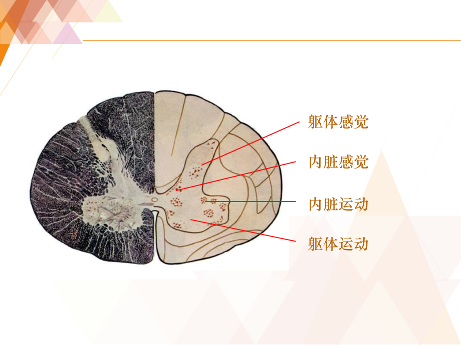 传导通路-ppt课件(同名66034).ppt_第3页