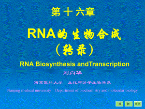 生化课件第十六章 RNA的生物合成.ppt