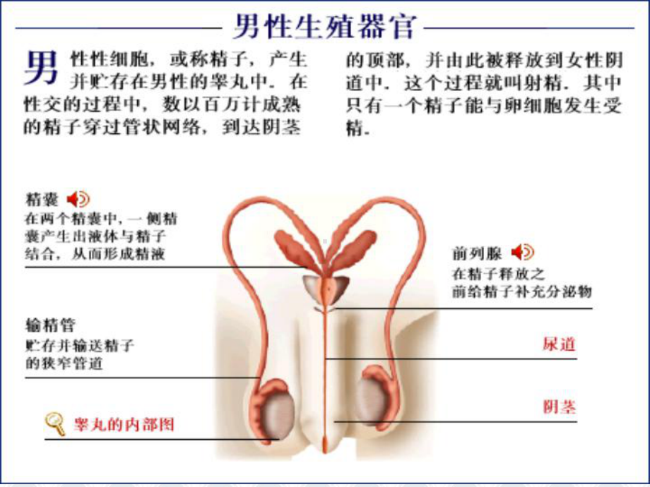 运动与健康ppt课件.ppt_第2页