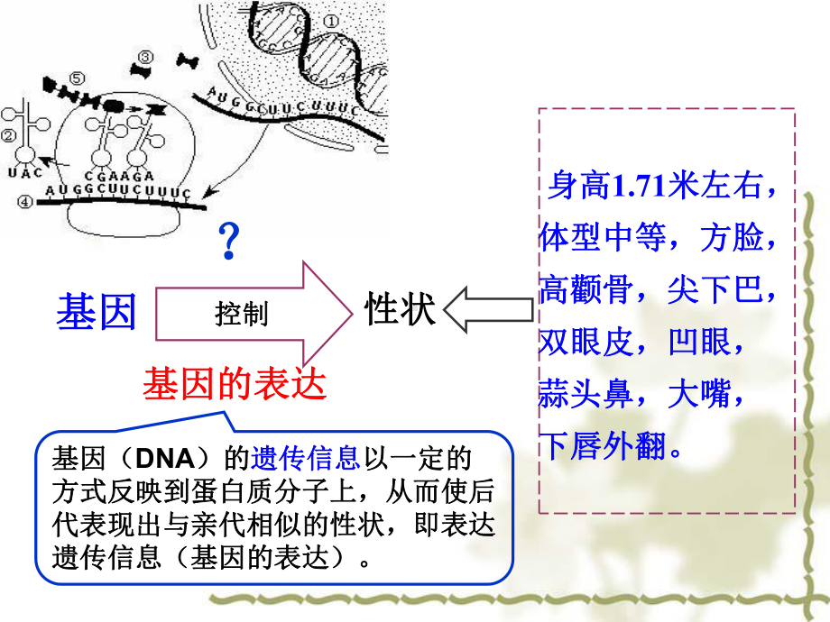 福建省泉州十五中高中生物必修二课件：41第1节基因指导蛋白质的合成全国通用.ppt.ppt_第3页