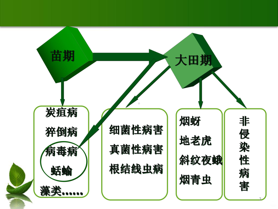 烟草病虫害鉴定及防治PPT课件.ppt_第3页