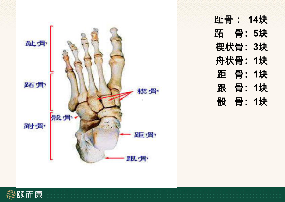 足部反射区PPT课件.ppt_第3页