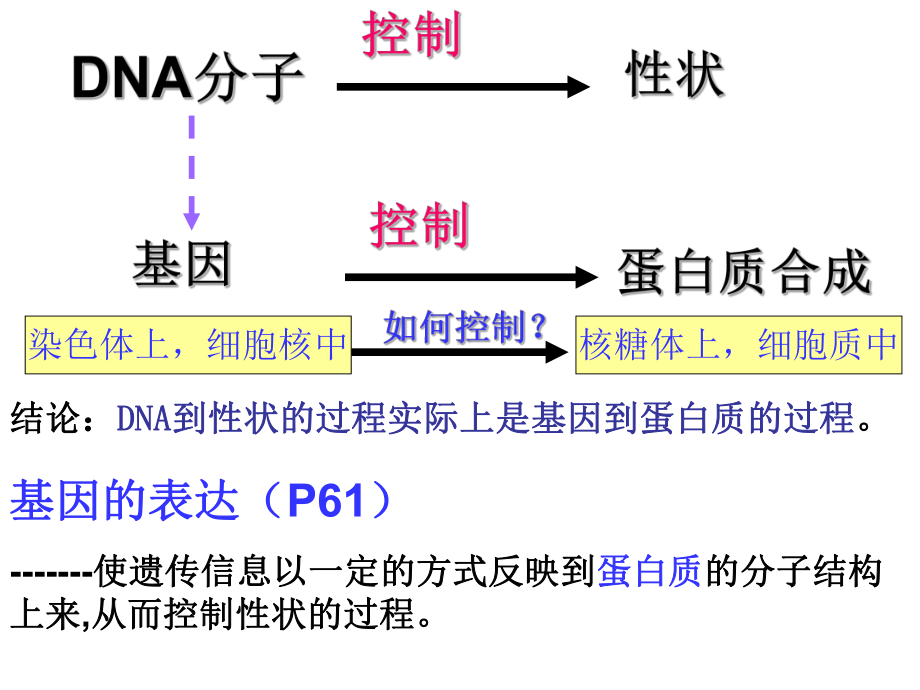 生物高中必修2第四章第一节基因指导蛋白质的合成课件7.ppt_第3页