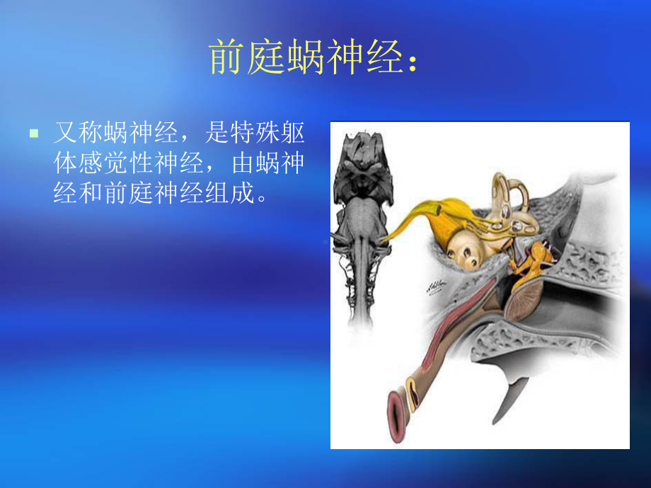 前庭蜗神经解剖结-ppt课件.ppt_第2页