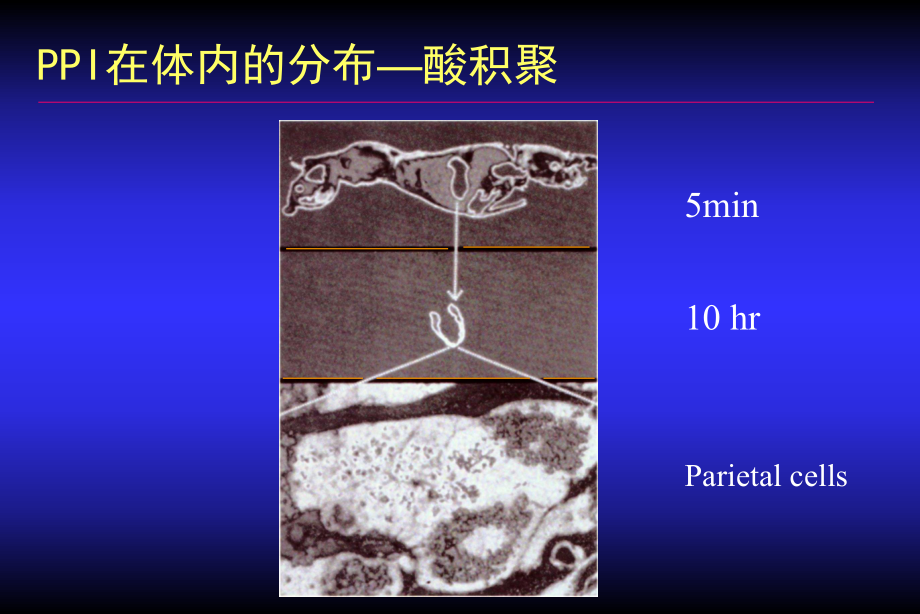 培训课件-质子泵抑制剂的药理学基础-精品.ppt_第3页