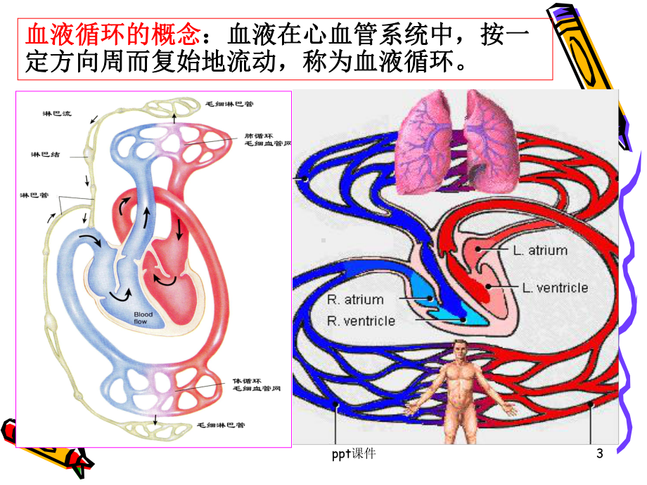 麻醉与循环-ppt课件.ppt_第3页