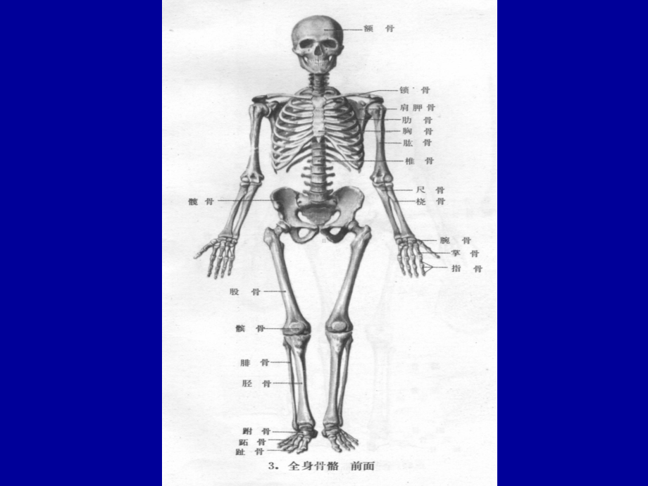 人体各部位X线摄影技术PPT课件.ppt_第2页