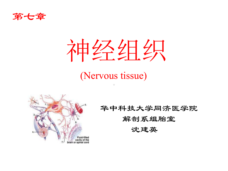 组织学与胚胎学课件同济神经组织.ppt_第1页