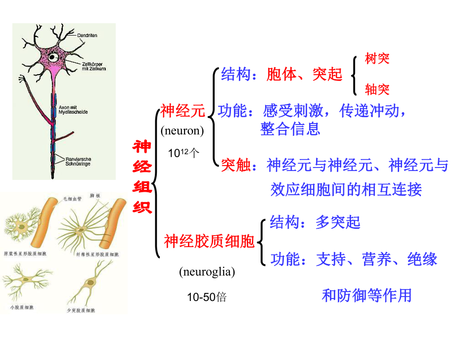 组织学与胚胎学课件同济神经组织.ppt_第2页