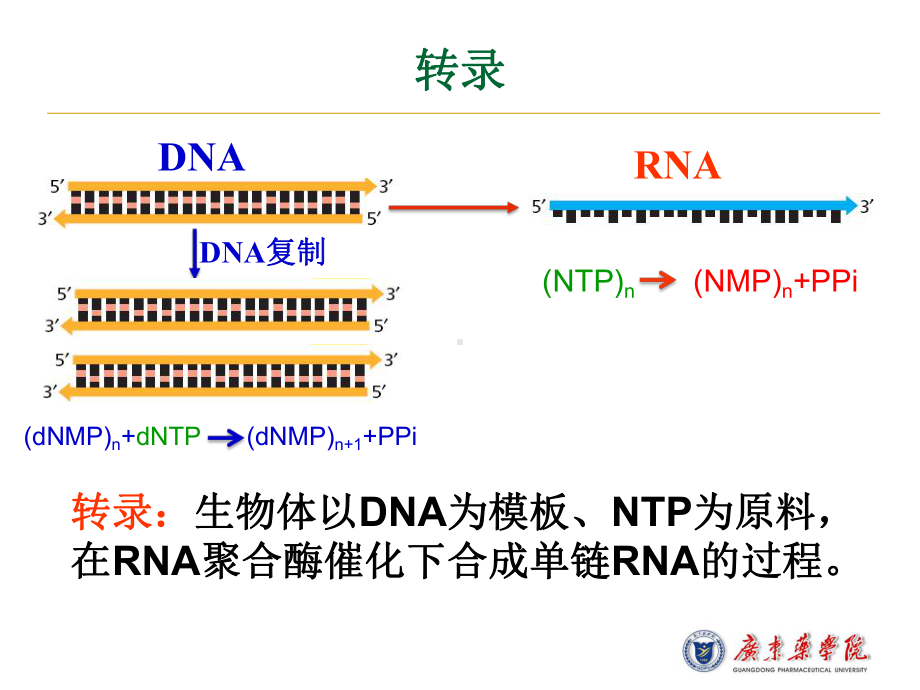 第十五章rna生物合成（课件）.ppt_第3页