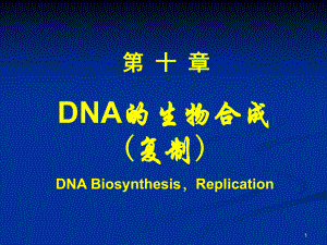 生物竞赛课件：DNA的生物合成.ppt