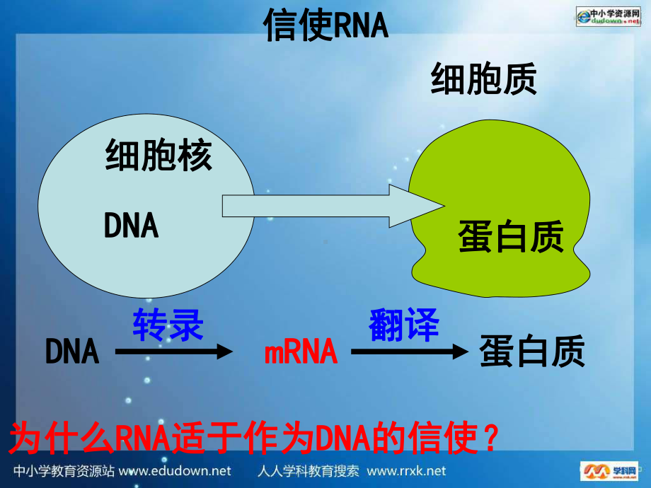 浙科版生物必修2第四节《遗传信息的表达—-RNA和蛋白质的合成》ppt课件[最新].ppt_第3页