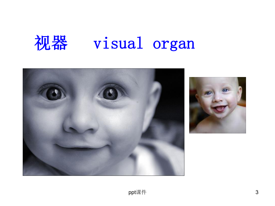 《人体解剖学》-感觉器-ppt课件.ppt_第3页