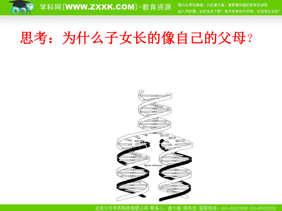 沪科版生物第二册第二节《 DNA复制和蛋白质合成 》ppt课件之三[最新].ppt_第2页