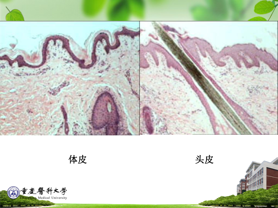 皮肤 组织胚胎学(课件).ppt_第3页