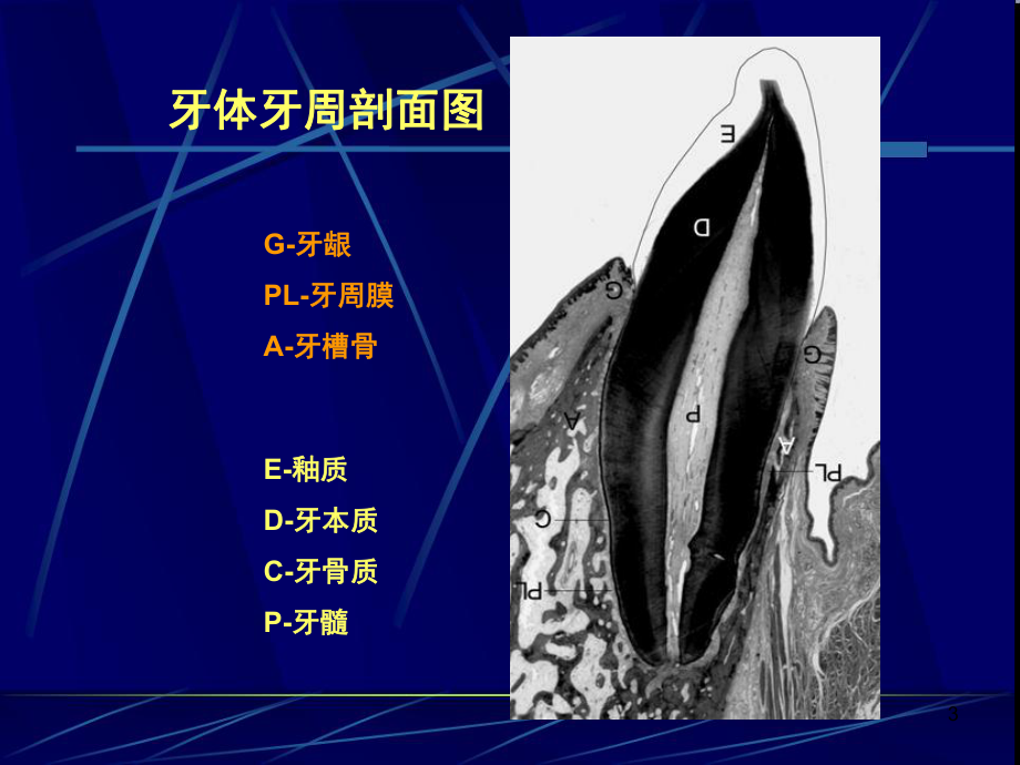 牙周组织ppt课件.ppt_第3页