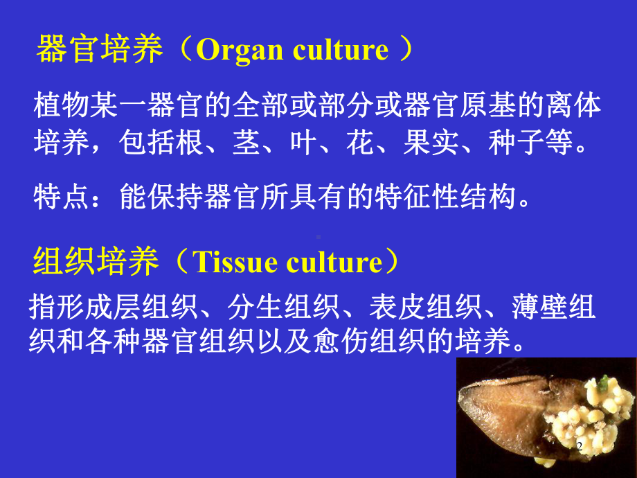 组织培养课件-器官培养-4.ppt_第2页