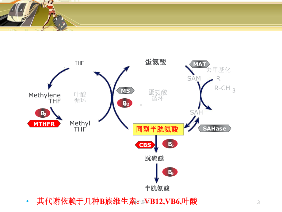 同型半胱氨酸-ppt课件.ppt_第3页