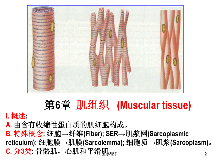 组织学与胚胎学 肌组织 PPT课件.ppt.ppt_第2页