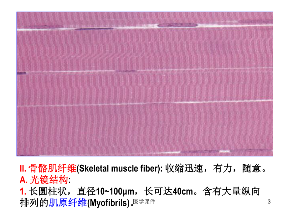 组织学与胚胎学 肌组织 PPT课件.ppt.ppt_第3页