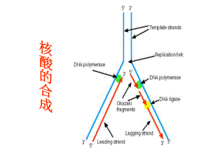 第十章 dna、rna的生物合成 ppt课件.ppt