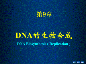 生物化学课件第12章DNA的生物合成.ppt