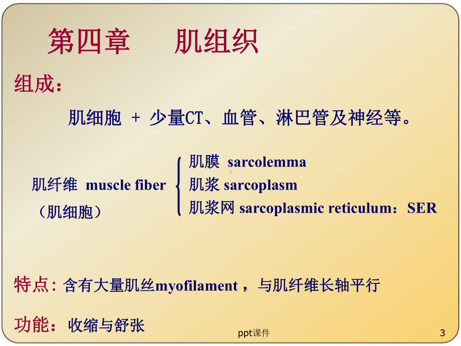 《组织胚胎学》肌组织-ppt课件.ppt_第3页