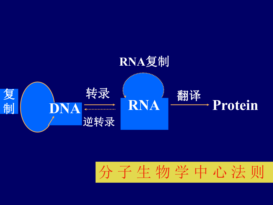 第十三章 DNA的生物合成-化药PPT课件.ppt_第2页