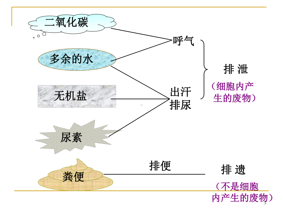 人体内废物的排出ppt课件.ppt_第3页