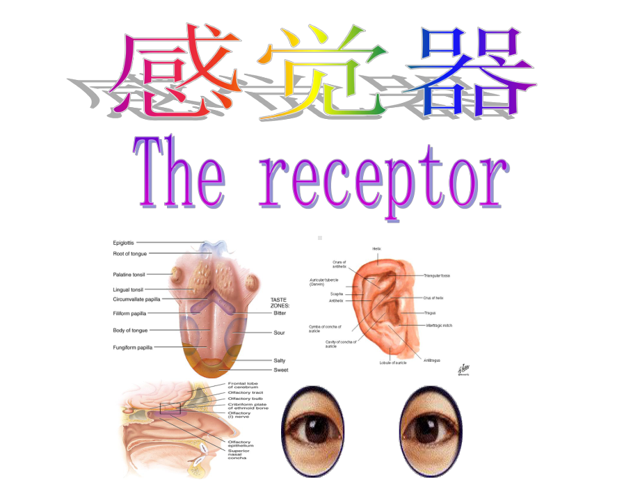 人体解剖学-感觉器官-ppt课件.ppt_第2页