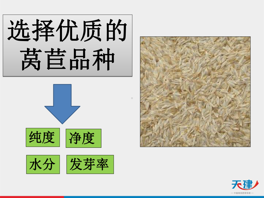 莴苣种植管理ppt课件.ppt_第3页