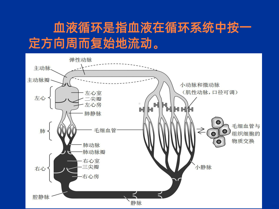 动物生理学血液循环ppt课件.ppt_第2页