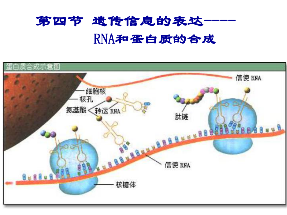 浙江省瓯海区三溪中学高中生物必修二《34遗传信息的表达-RNA和蛋白质的合成》课件其他.ppt.ppt_第1页