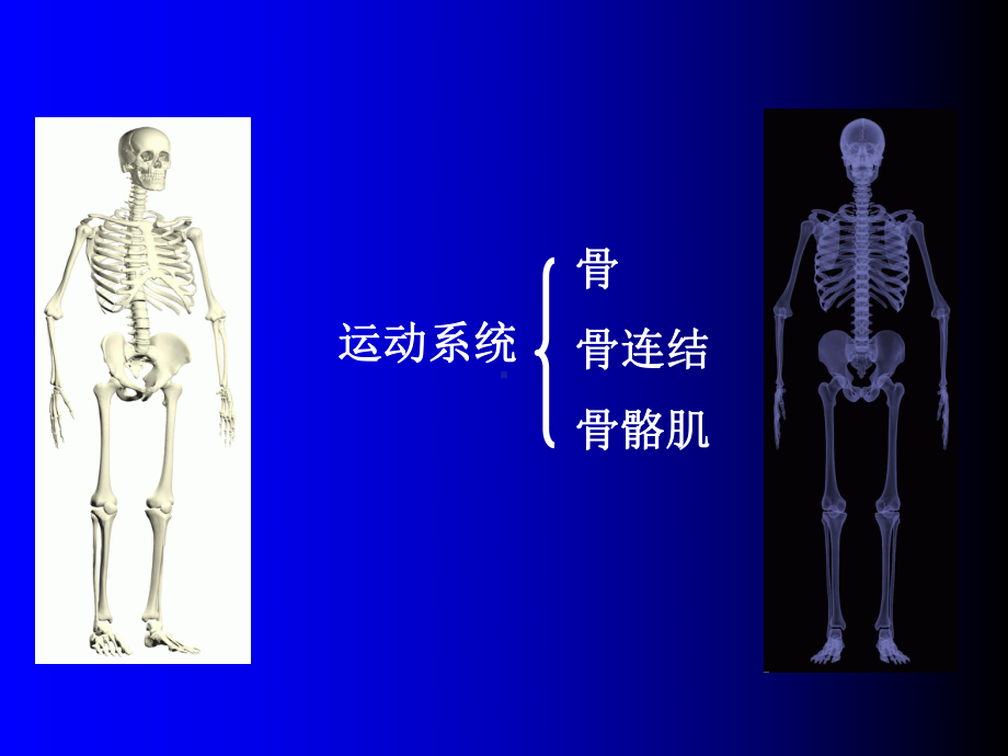 第三章 运动系统(骨骼学)ppt课件.ppt_第2页