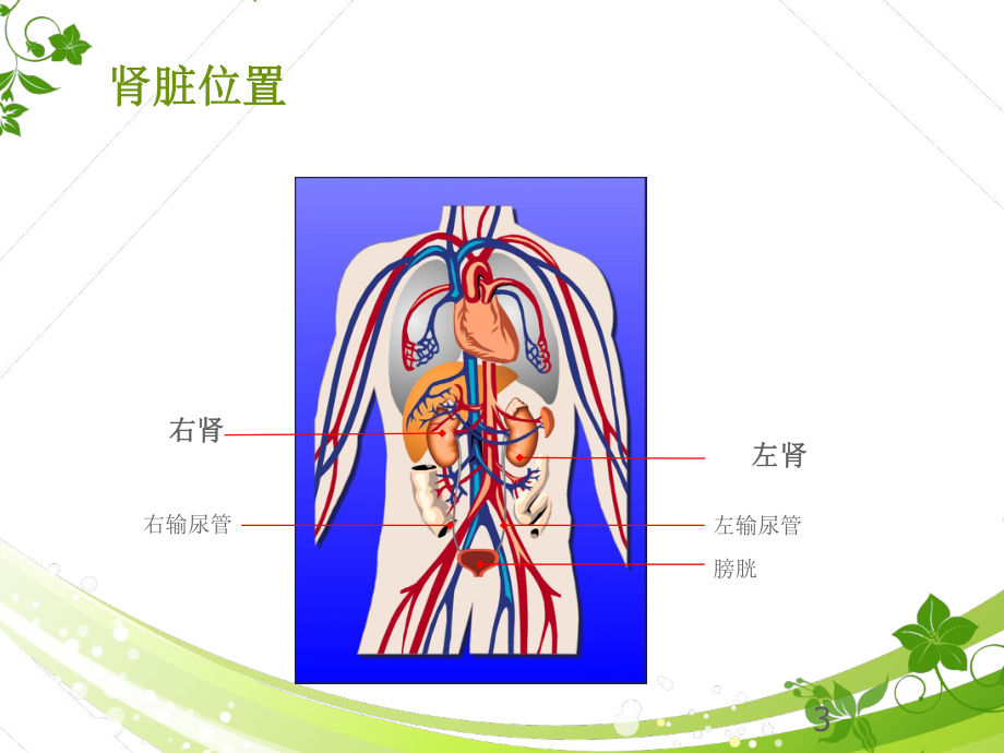 透析基础知识ppt课件.pptx_第3页