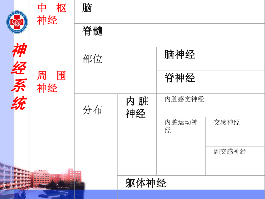 神经病学课件运动感觉定位.ppt_第3页