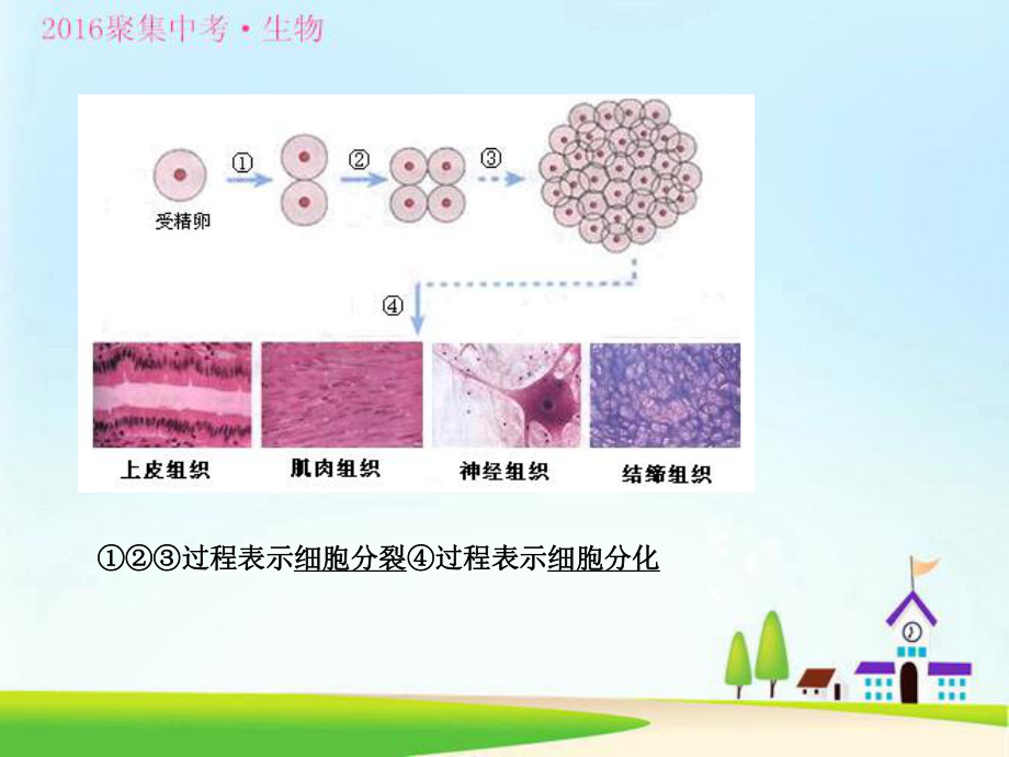 广东省人教版2016年初中生物中考复习课件专题4组织、器官、系统(共29张PPT) .ppt.ppt_第3页