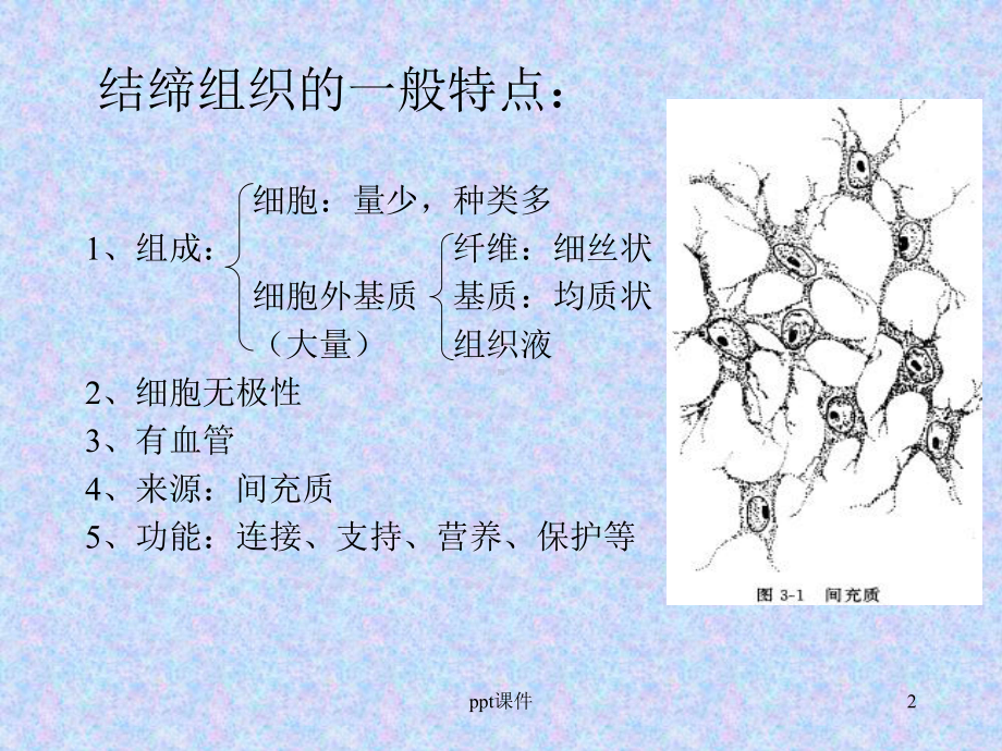 《组织学与胚胎学》结缔组织-ppt课件.ppt_第2页