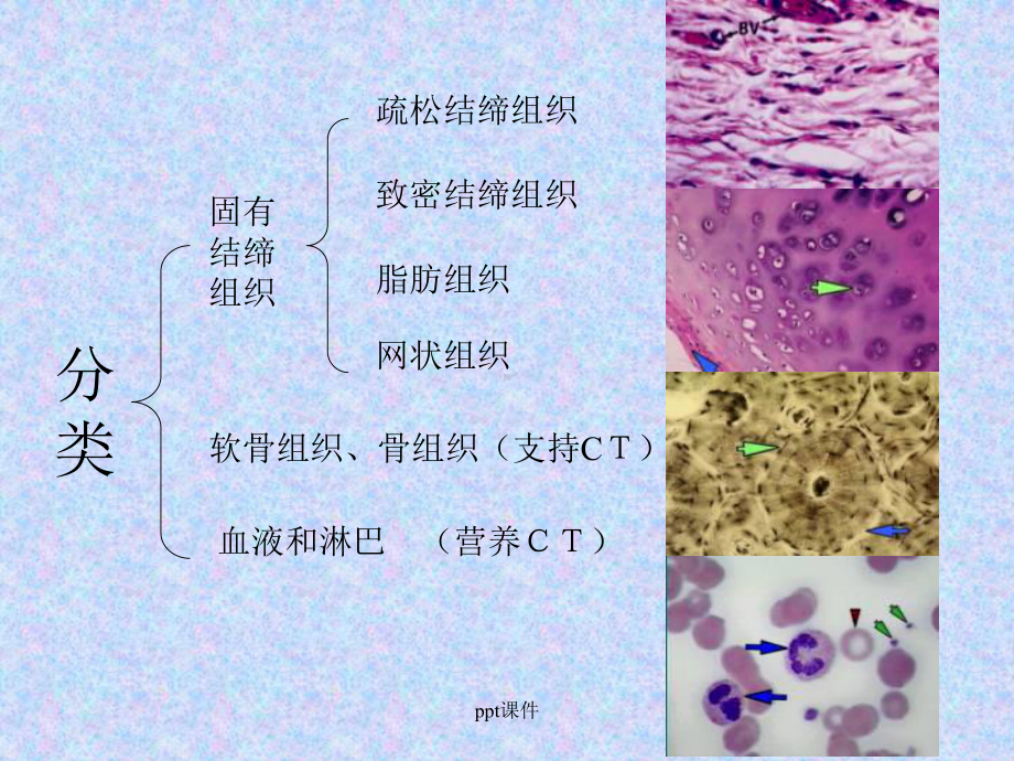 《组织学与胚胎学》结缔组织-ppt课件.ppt_第3页