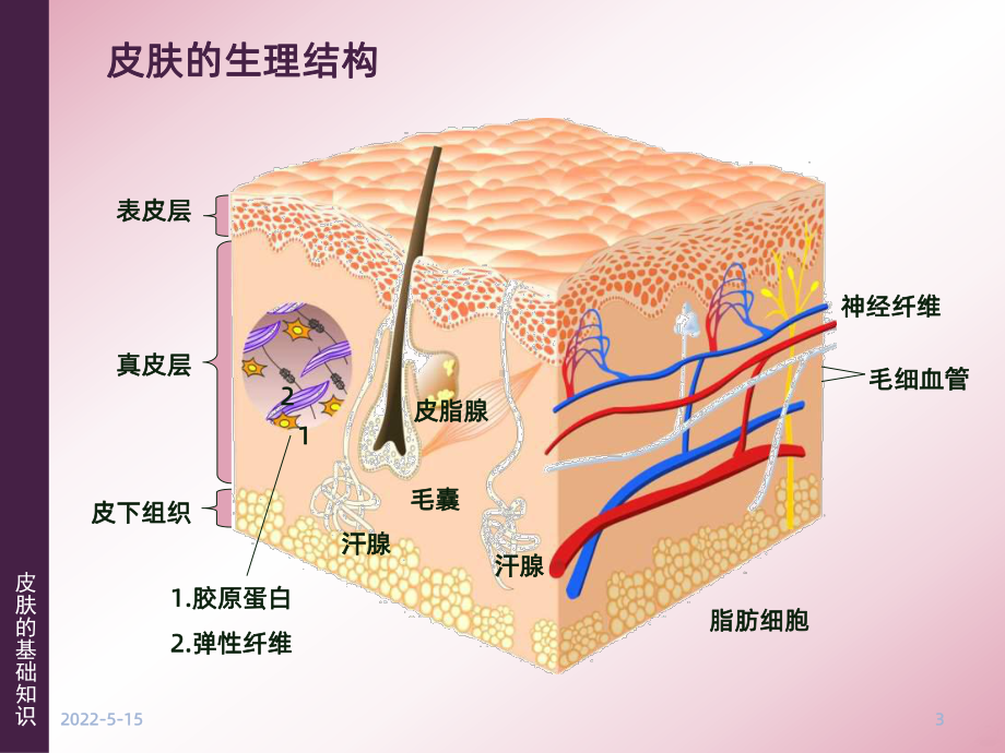 《皮肤的基础知识》PPT课件.ppt_第3页