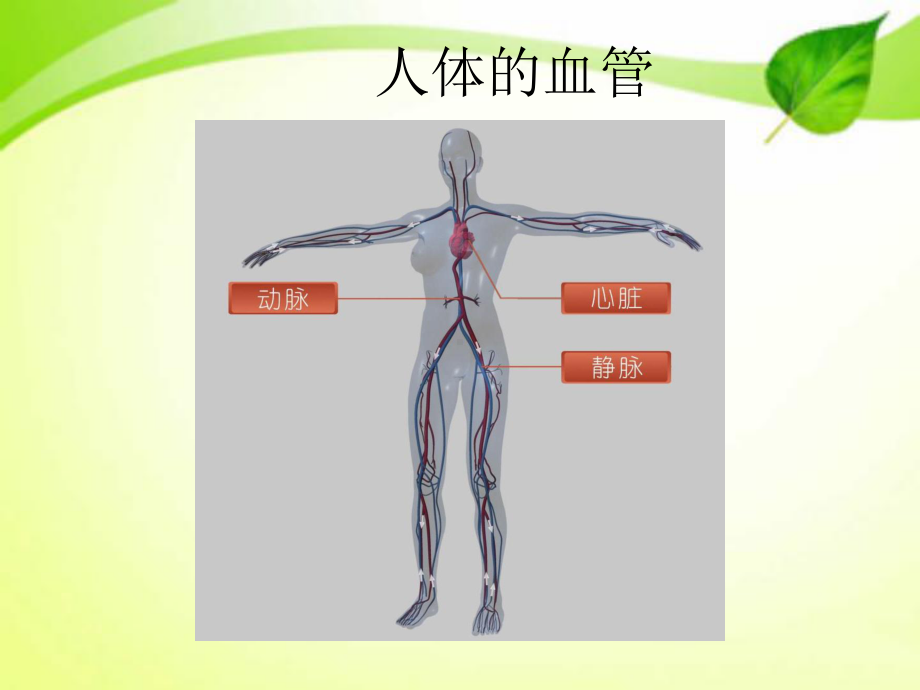 流动的组织血液 ppt课件.pptx_第2页