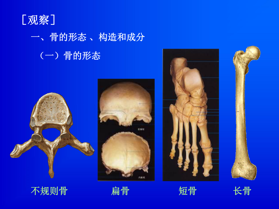 实验一人体运动系统的观察 ppt课件.ppt_第3页