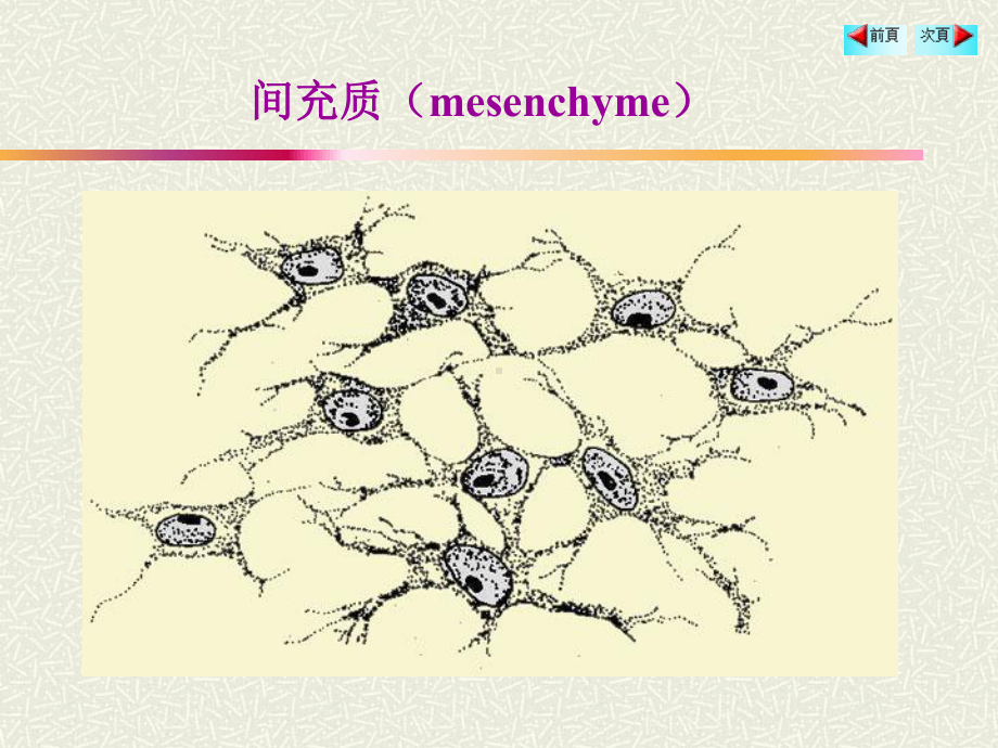 组织学与胚胎学-结缔组织ppt课件.ppt_第3页