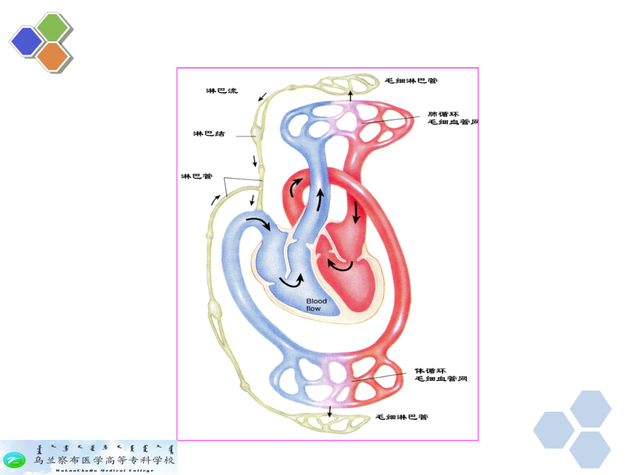 生理学-第四章-血液循环PPT课件.ppt_第3页